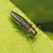 Bronze Birch Borer - Photo (c) David Beadle, all rights reserved, uploaded by David Beadle