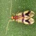 Amphipsocidae - Photo (c) gernotkunz, todos os direitos reservados, uploaded by gernotkunz