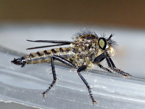 Dysmachus atripes