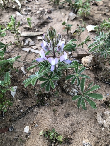 Lupinus palaestinus