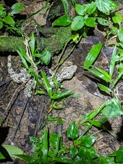 Thecadactylus rapicauda image