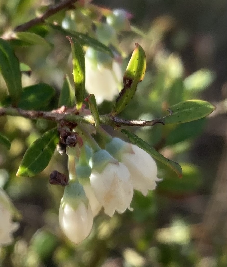 Shiny Blueberry From Lake Wales, FL, US On March 6, 2022 At 09:35 AM By ...