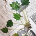 Mitella acerina - Photo (c) 鼈甲蝸牛, all rights reserved, uploaded by 鼈甲蝸牛