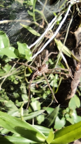 Aglaoctenus lagotis