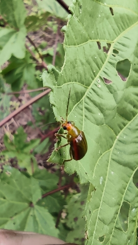Diabrotica rufolimbata