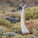 Lama guanicoe - Photo 由 Mason Maron 所上傳的 (c) Mason Maron，保留所有權利