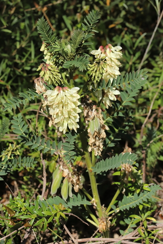 Iberian Milkvetch