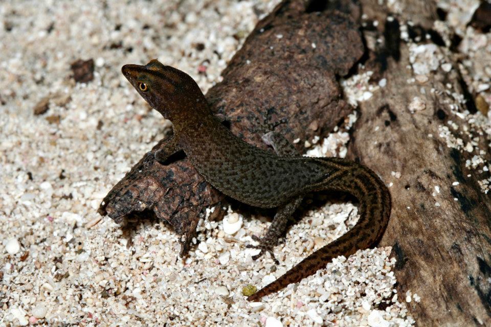 Lesser Gecko Beatty's Least Gecko in December 2007 by Toby Hibbitts · iNaturalist