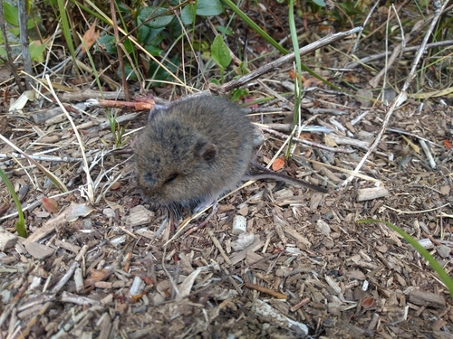 Morgan's Laucha (Eligmodontia morgani) — Least Concern Mammalia