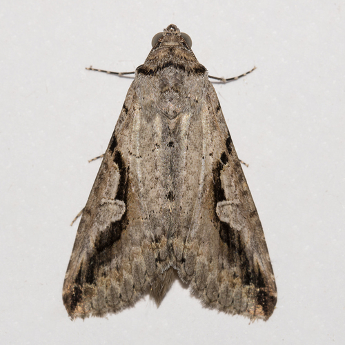 Habrostolodes