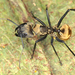Shimmering Golden Sugar Ant - Photo (c) gernotkunz, all rights reserved, uploaded by gernotkunz