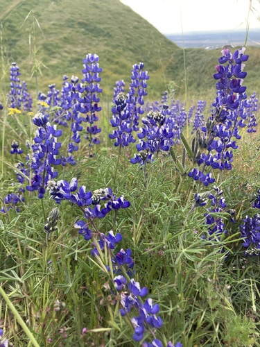 Lupinus nanus ssp. menkerae