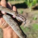 Clouded Boa Constrictor - Photo (c) Karl Questel, all rights reserved, uploaded by Karl Questel