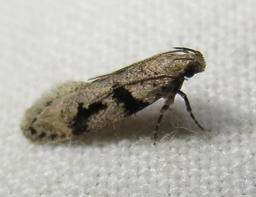 Chionodes fondella (Busck, 1906)