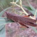 Black-kneed Gumleaf Grasshopper - Photo (c) lync, all rights reserved