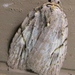 White-blotched Balsa Moth - Photo (c) John Ratzlaff, all rights reserved, uploaded by John Ratzlaff