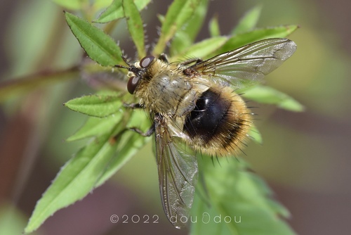 Tachina lateromaculata