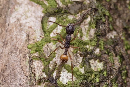 南方红蚁Myrmica sinensis
