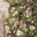 Myrmica sinensis - Photo (c) 豆豆, todos los derechos reservados, subido por 豆豆