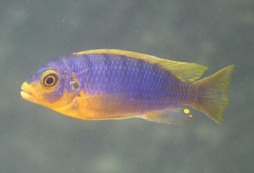 Pseudotropheus aurora photo