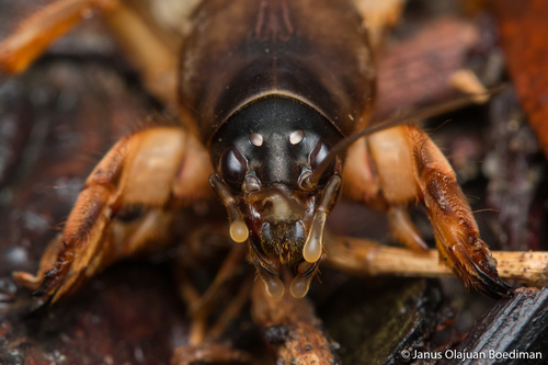 Oriental Mole Cricket