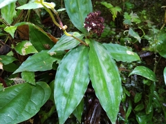 Floscopa robusta image