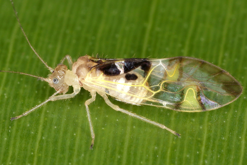 Dasydemellidae image
