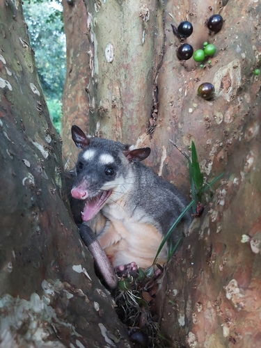 Northern Four-eyed Opossum