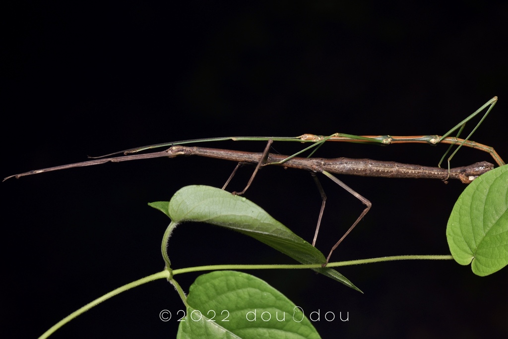 branchlet stick-insects from 中国浙江省丽水市龙泉市龙泉山 on September 9, 2021 at 10: ...