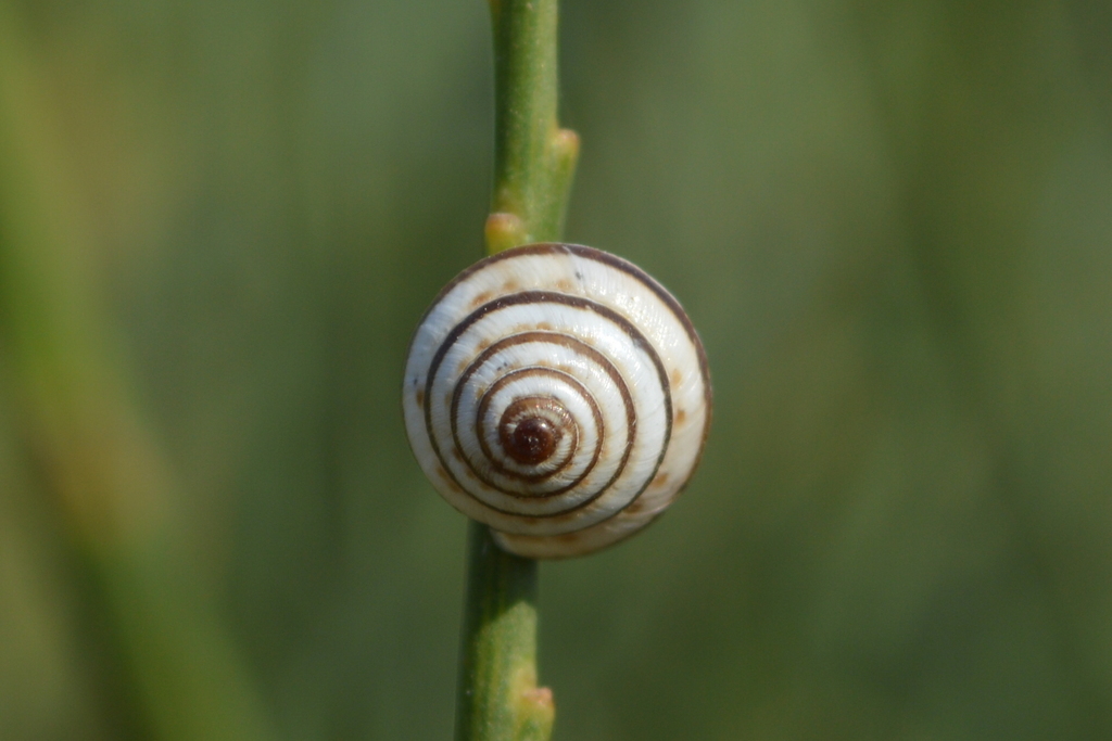 Trochoidea pyramidata from Thessalia, Greece on July 10, 2014 at 0547