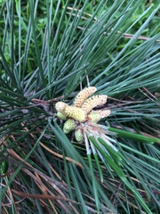 Pinus radiata image