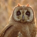 Eared Owls and Allies - Photo (c) Madeleen van Schalkwyk, all rights reserved, uploaded by Madeleen van Schalkwyk