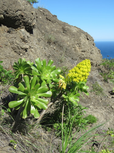 Tree Aeonium