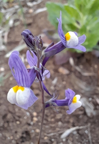 Linaria ricardoi