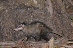 Didelphis marsupialis image