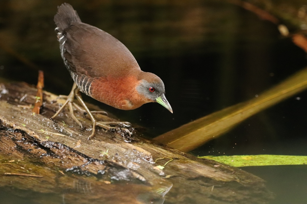 White-throated Crake (Laterallus albigularis) photo