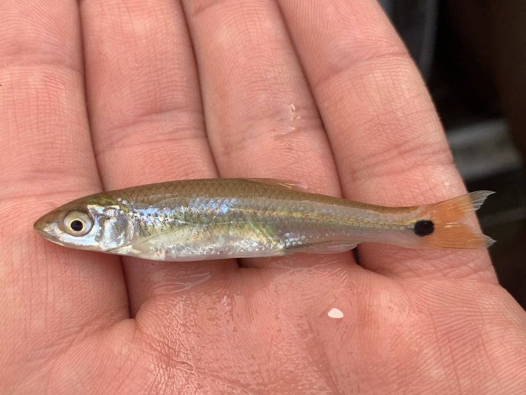 Western Blacktail Shiner from Leaf River, Petal, MS, US on March 7 ...