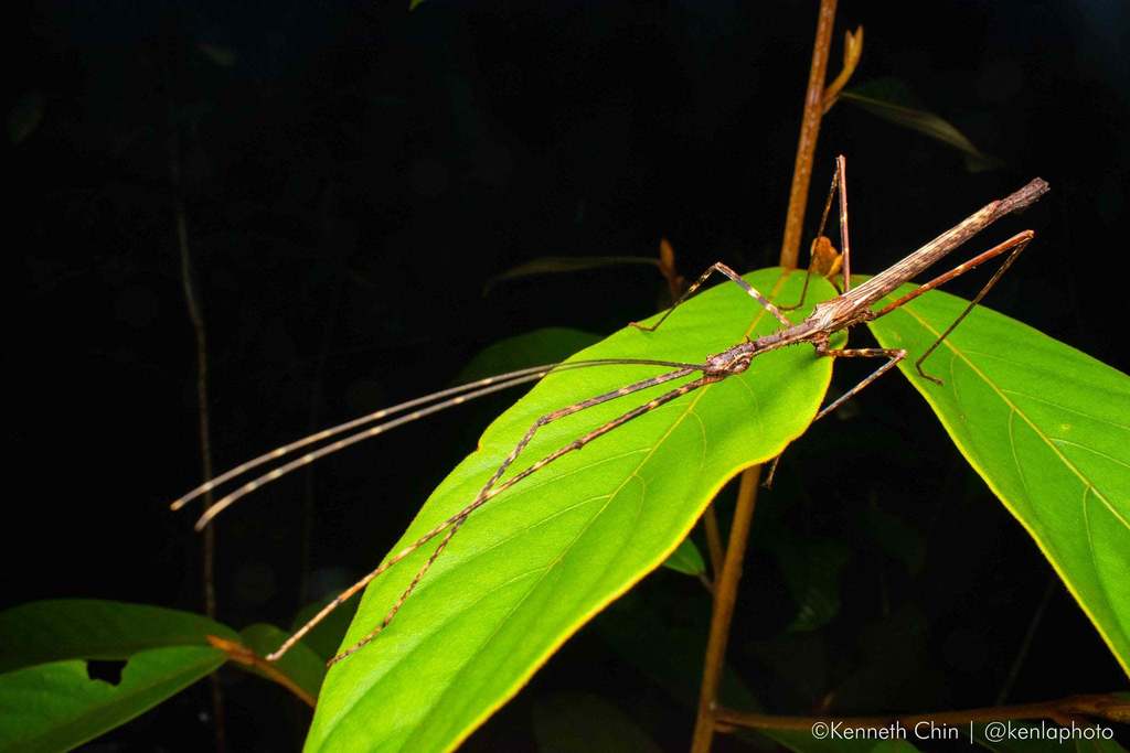 Diesbachia tamyris tamyris from Singapore on September 27, 2021 at 06: