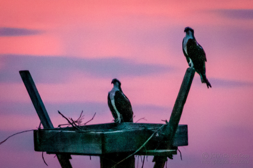 Osprey from Shady Side, MD, USA on July 15, 2018 at 0859 PM by Joseph