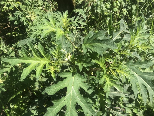Solanum vaillantii
