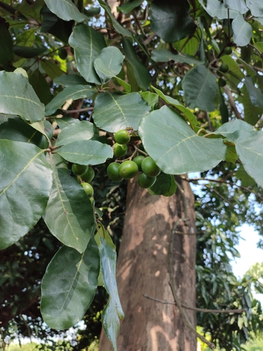 Black Plum