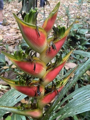 Heliconia wagneriana image