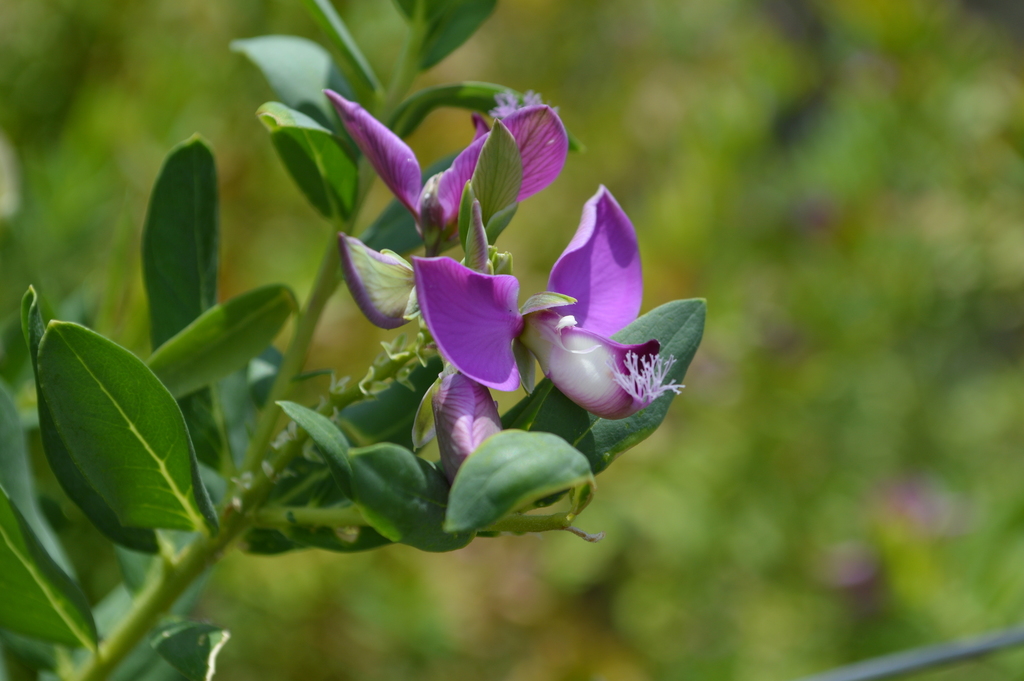 Polygala myrtifolia — an easy houseplant, prefers full sun light