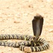 Western Barred Spitting Cobra - Photo (c) Tommy Curley, all rights reserved, uploaded by Tommy Curley