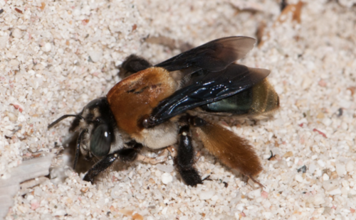 Centris versicolor