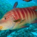 Natal Wrasse - Photo (c) Craig Minkley, all rights reserved