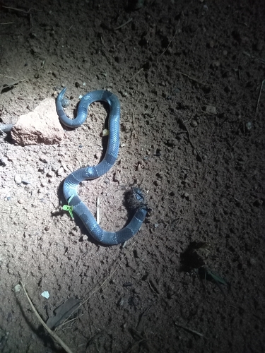Günther’s Garter Snake