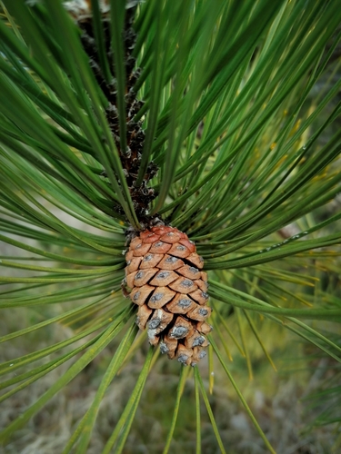 black pine