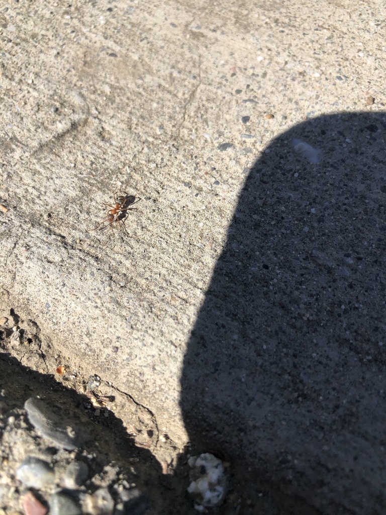 Ants from University of California - Davis, Davis, CA, US on February ...