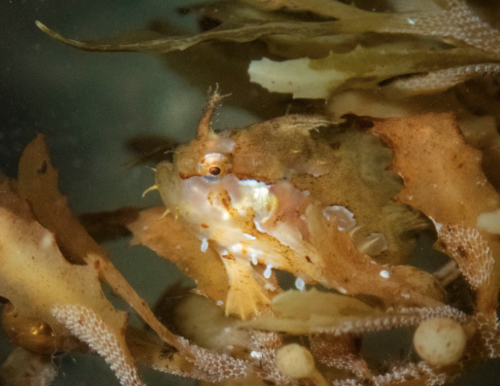 Sargassumfish